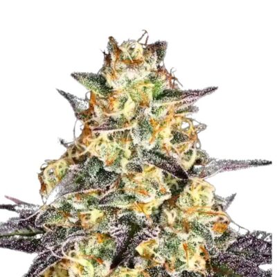 Paradise Seeds El Dorado OG 5 Samen - Hanfjack