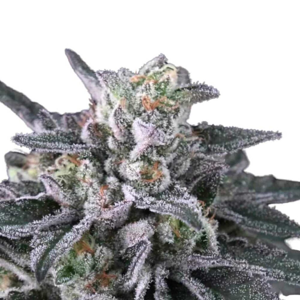 Paradise Seeds Gulupa 5 Samen - Hanfjack