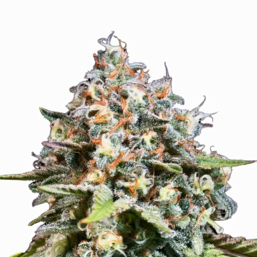 Paradise Seeds Highway 66 5 Samen - Hanfjack