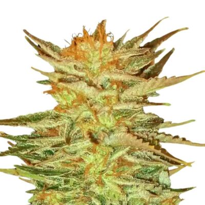 Paradise Seeds Ice Cream 5 Samen - Hanfjack