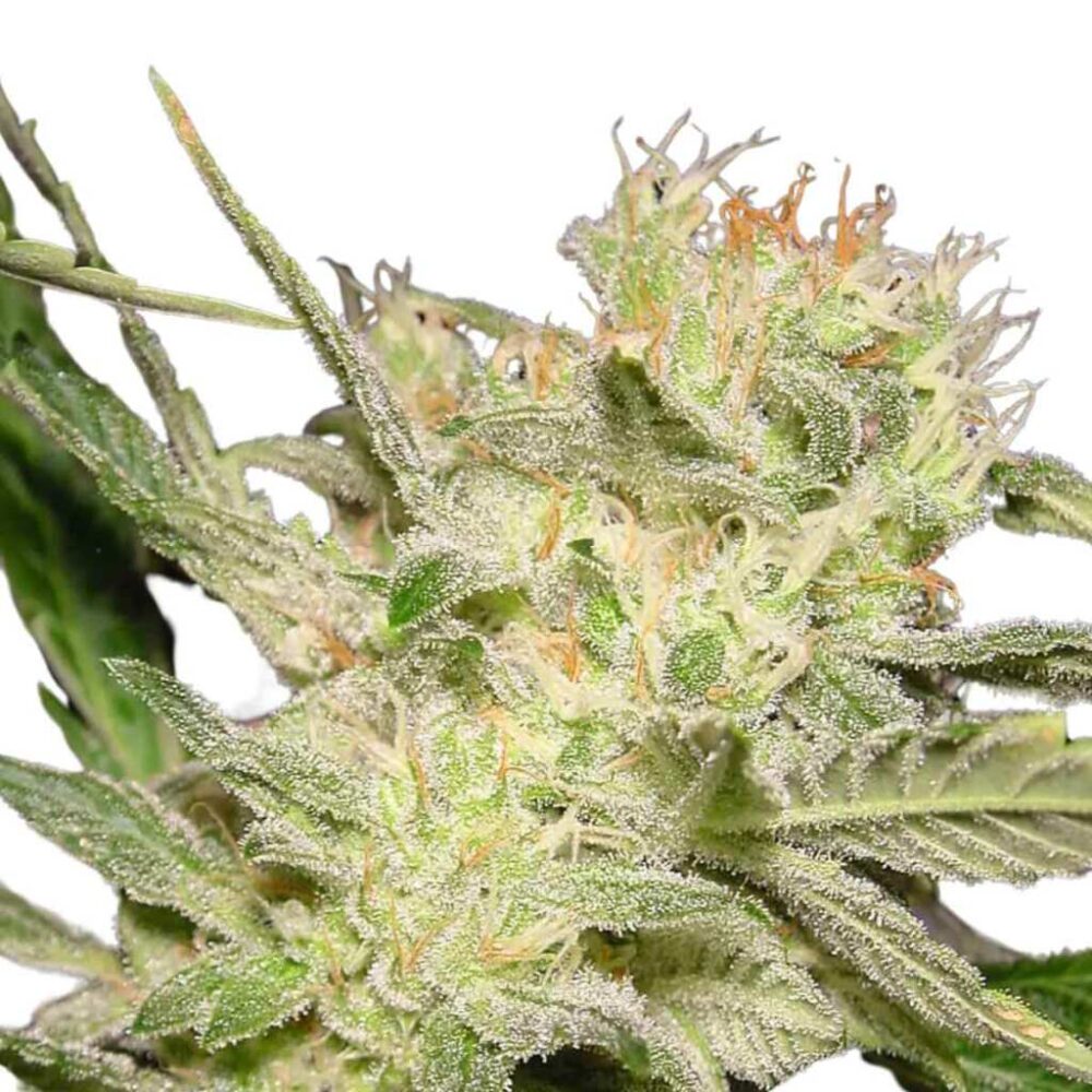 Paradise Seeds Jack Auto 5 Samen - Hanfjack
