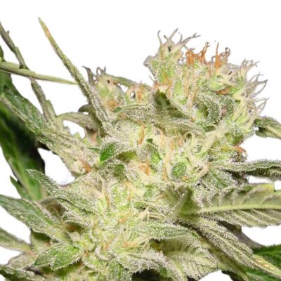 Paradise Seeds Jack Auto 5 Samen - Hanfjack