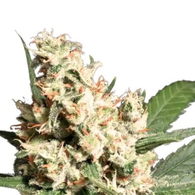 Paradise Seeds LA Amnesia 5 Samen - Hanfjack