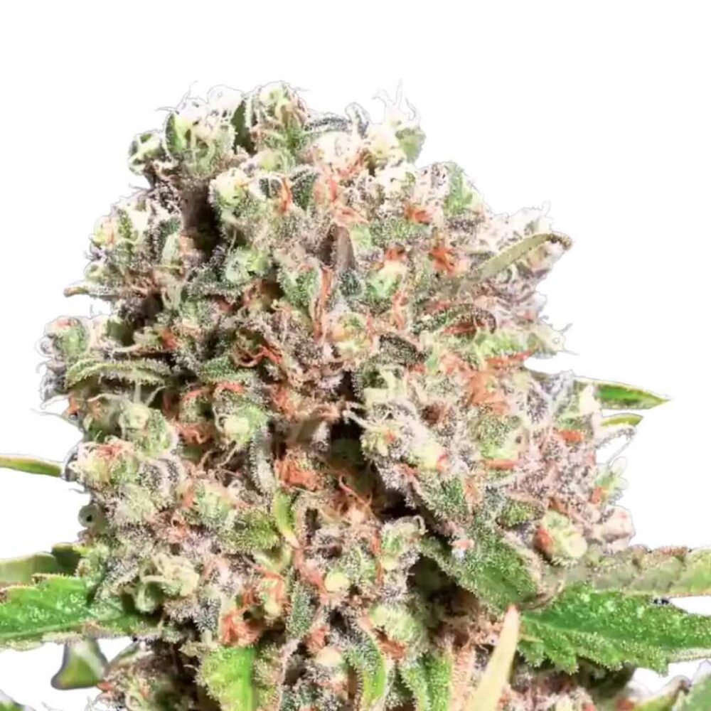 Paradise Seeds Mendocino Skunk 5 Samen - Hanfjack