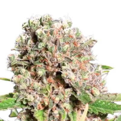 Paradise Seeds Mendocino Skunk 5 Samen - Hanfjack