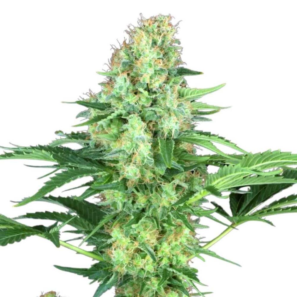 Paradise Seeds Original White Widow IBL 5 Samen - Hanfjack