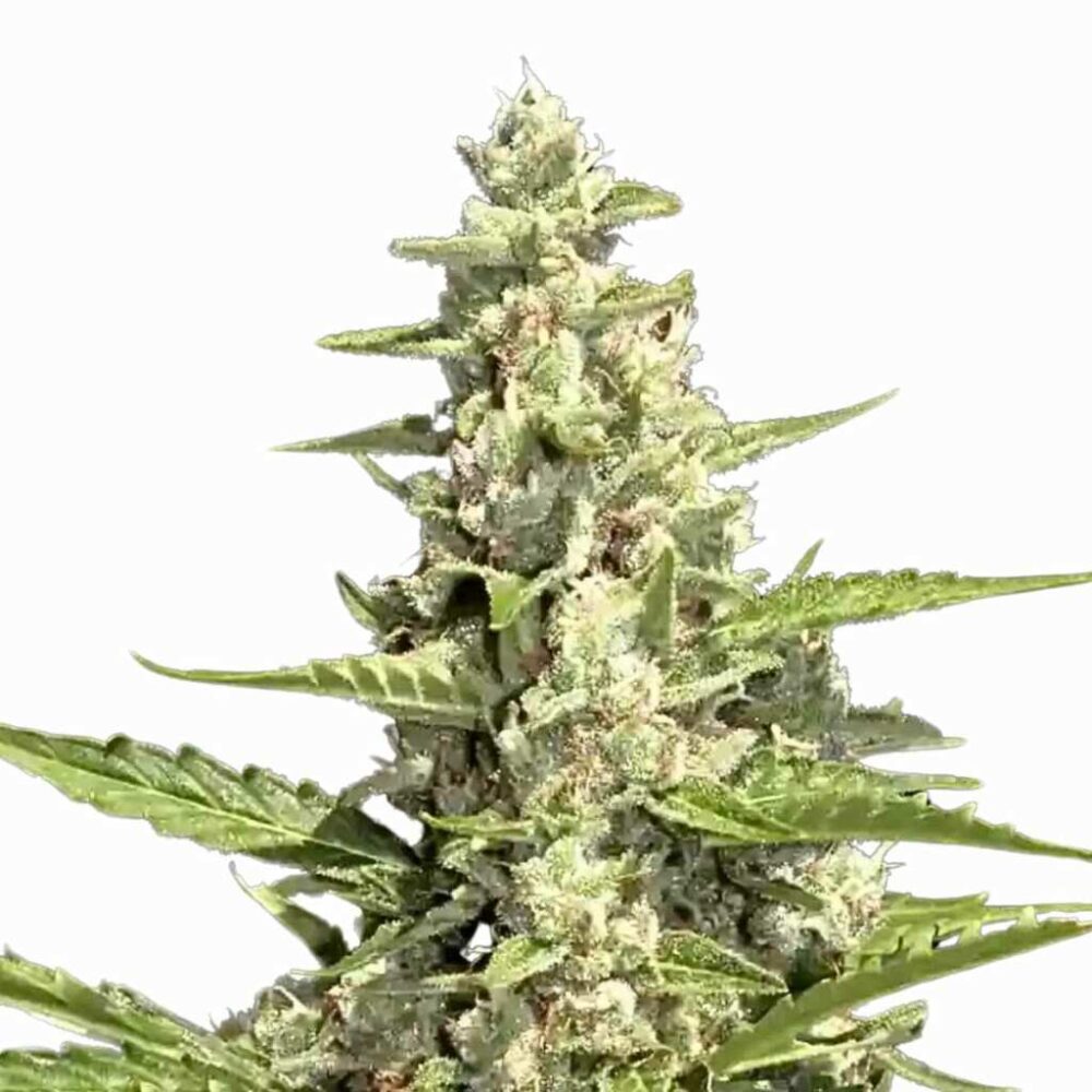 Paradise Seeds Pandora Auto 5 Samen - Hanfjack