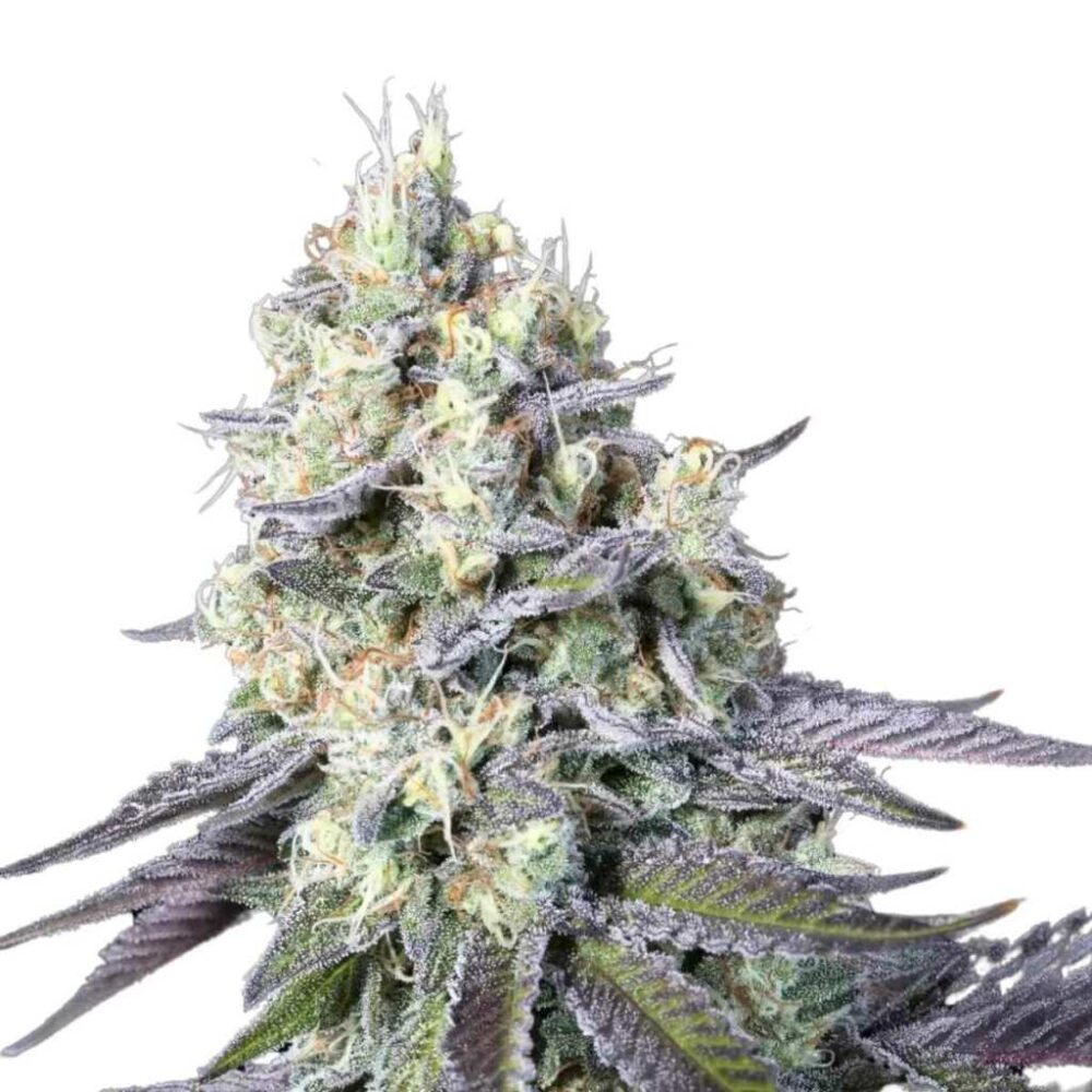 Paradise Seeds Purple Mints 5 Samen - Hanfjack