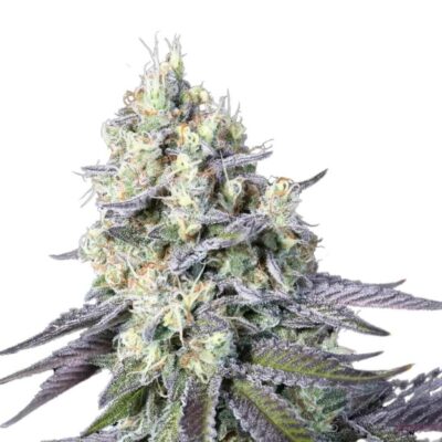 Paradise Seeds Purple Mints 5 Samen - Hanfjack