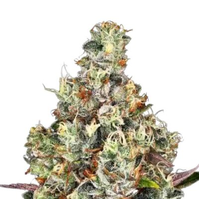 Paradise Seeds Rainbow Road 5 Samen - Hanfjack