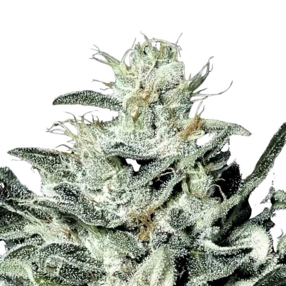 Paradise Seeds Sensi Star 5 Samen - Hanfjack