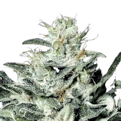 Paradise Seeds Sensi Star 5 Samen - Hanfjack