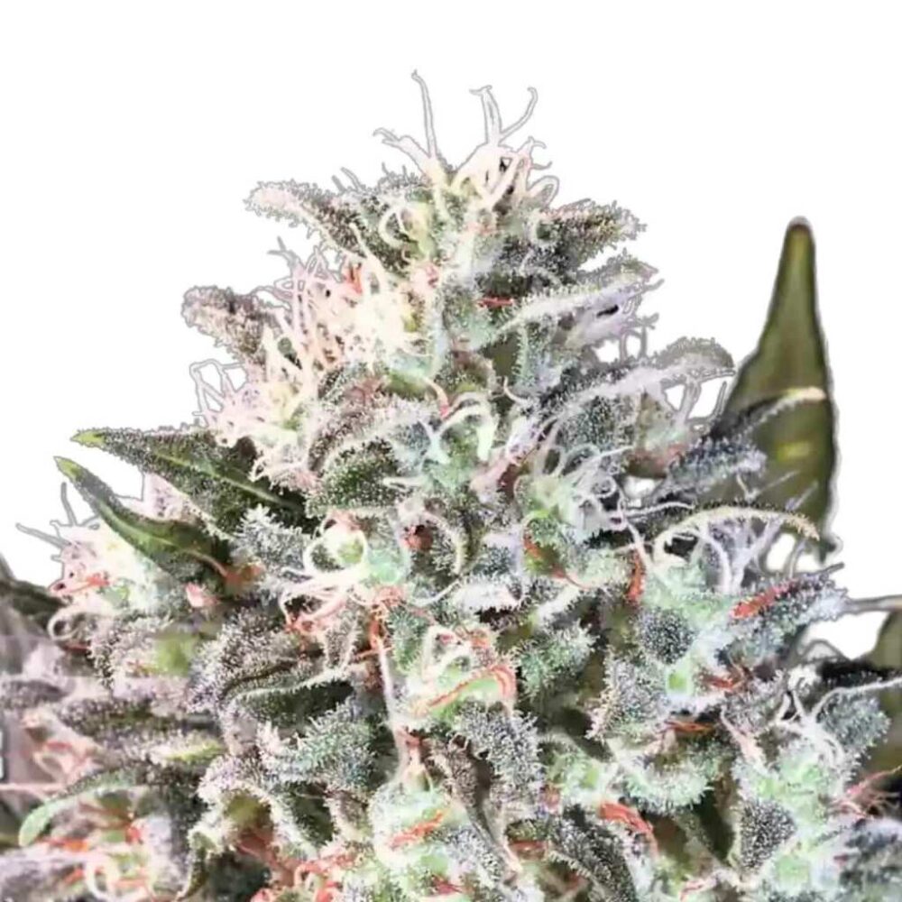 Paradise Seeds Space Cookies 3 Samen - Hanfjack