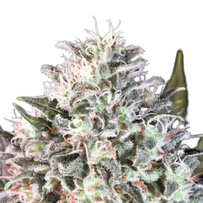 Paradise Seeds Space Cookies 3 Samen - Hanfjack