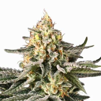 Paradise Seeds Sunset Paradise 3 Samen - Hanfjack