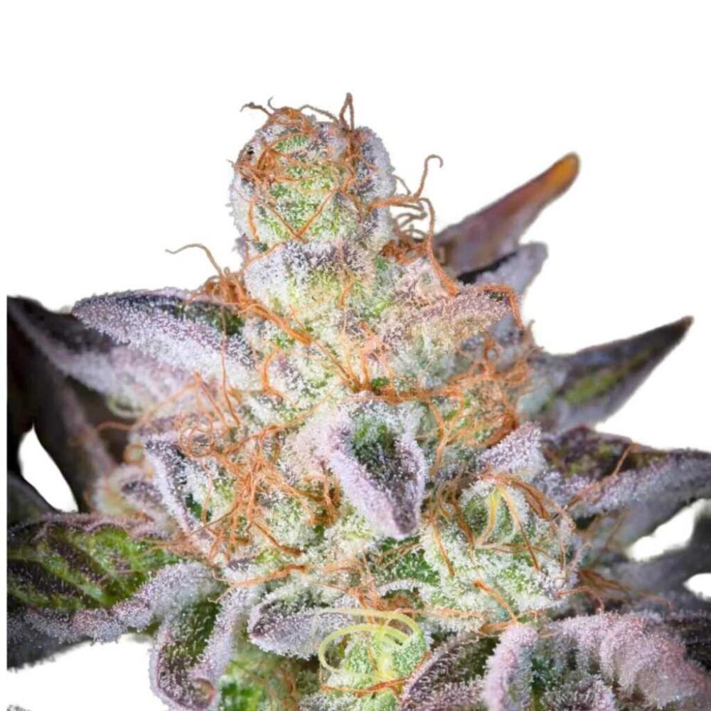 Paradise Seeds Sweetopia 3 Samen - Hanfjack
