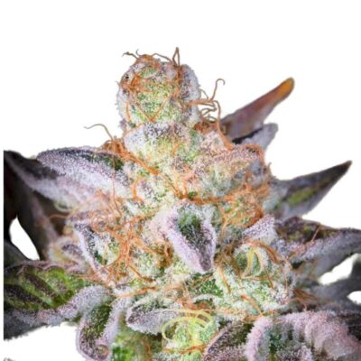 Paradise Seeds Sweetopia 3 Samen - Hanfjack