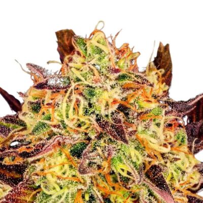 Paradise Seeds Tangerine Sorbet 5 Samen - Hanfjack