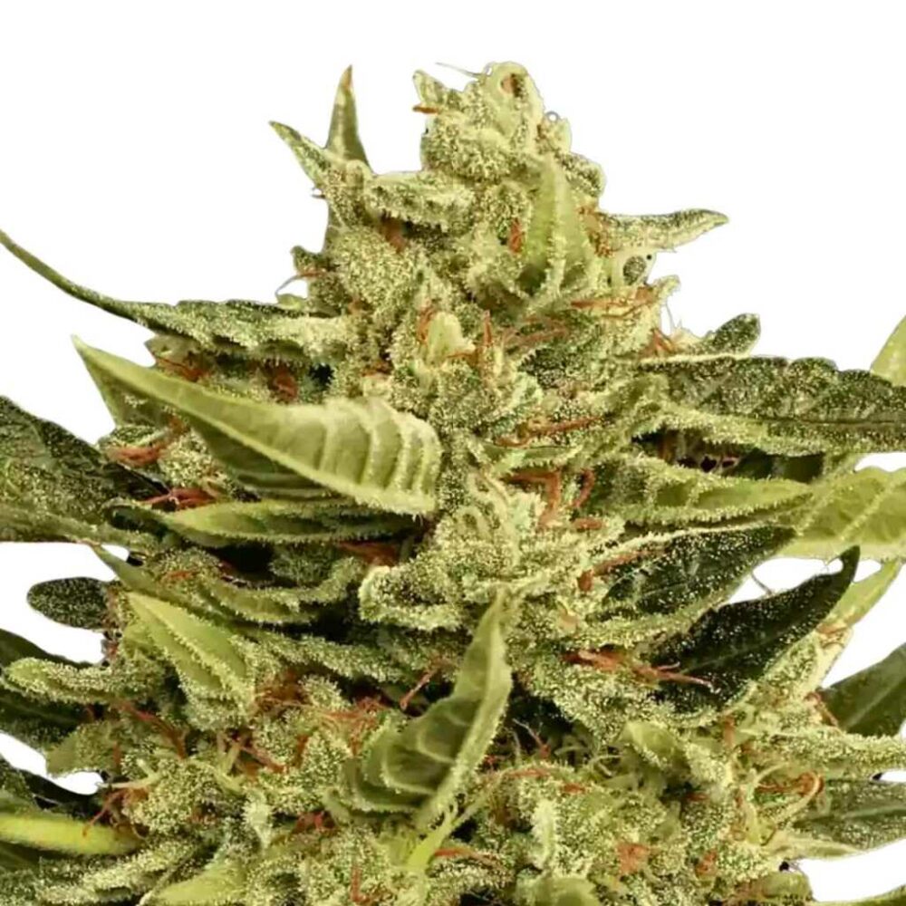 Paradise Seeds Vertigo Auto 5 Samen - Hanfjack