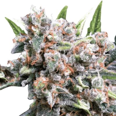Paradise Seeds Wappa Auto 5 Samen - Hanfjack