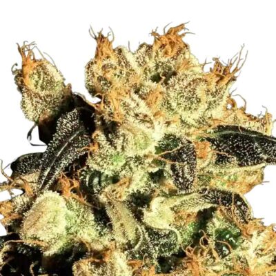 Paradise Seeds White Berry 5 Samen - Hanfjack