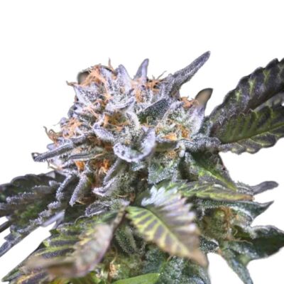Paradise Seeds White Noise 5 Samen - Hanfjack