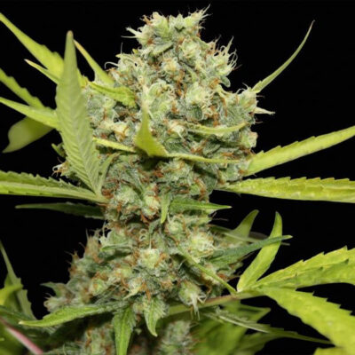 Pineapple Chunk - Bushdoctor