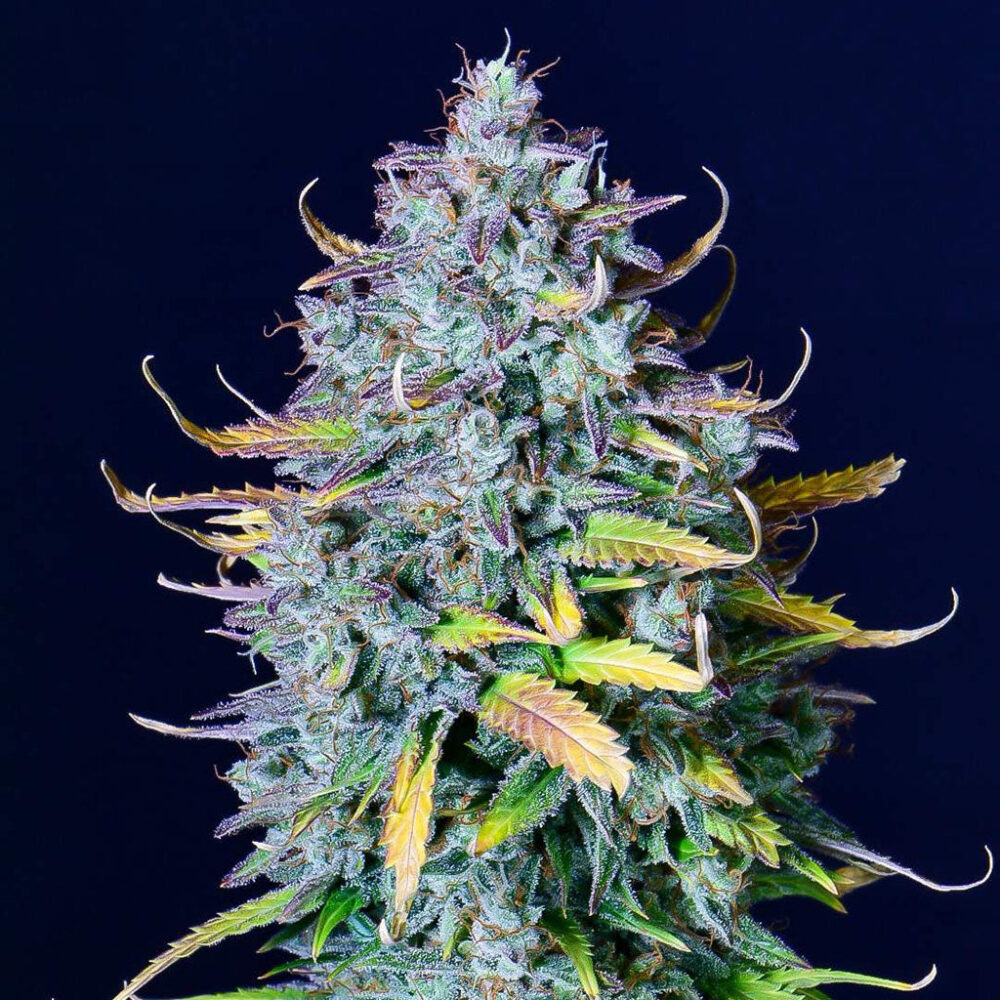 Pineapple Express Auto 5 Stück - Bushdoctor