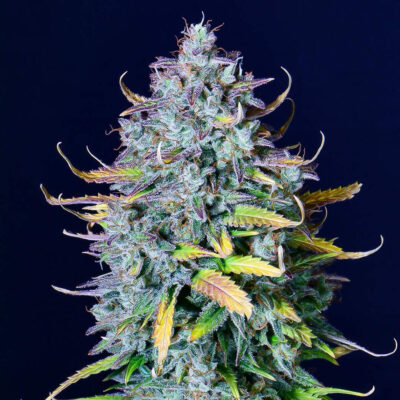 Pineapple Express Auto 5 Stück - Bushdoctor