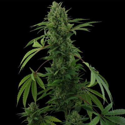 Pineapple Express - Bushdoctor