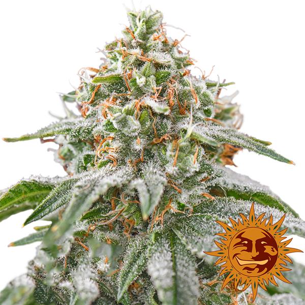 Pink Kush - Bushdoctor