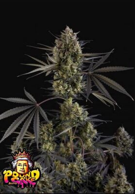 Pound Cake Auto 5 Stück - Bushdoctor