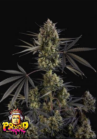 Pound Cake Auto 5 Stück - Bushdoctor