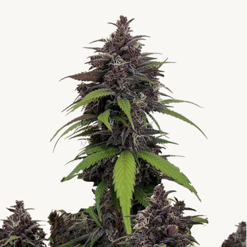 Purple Haze - Bushdoctor