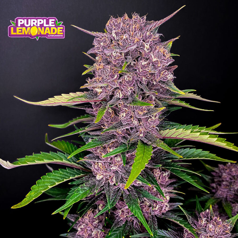 Purple Lemonade - Bushdoctor