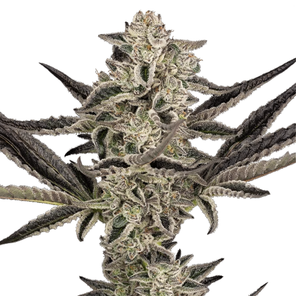 Purple Pickle - Bushdoctor
