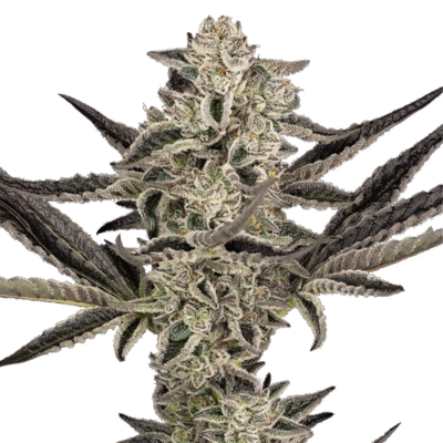 Purple Pickle - Bushdoctor