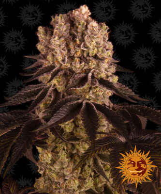 Purple Punch - Bushdoctor