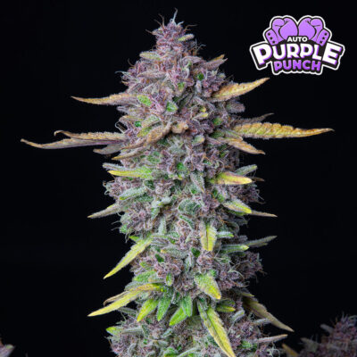 Purple Punch Fast Buds - Bushdoctor