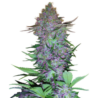 Purple Skunk - Bushdoctor
