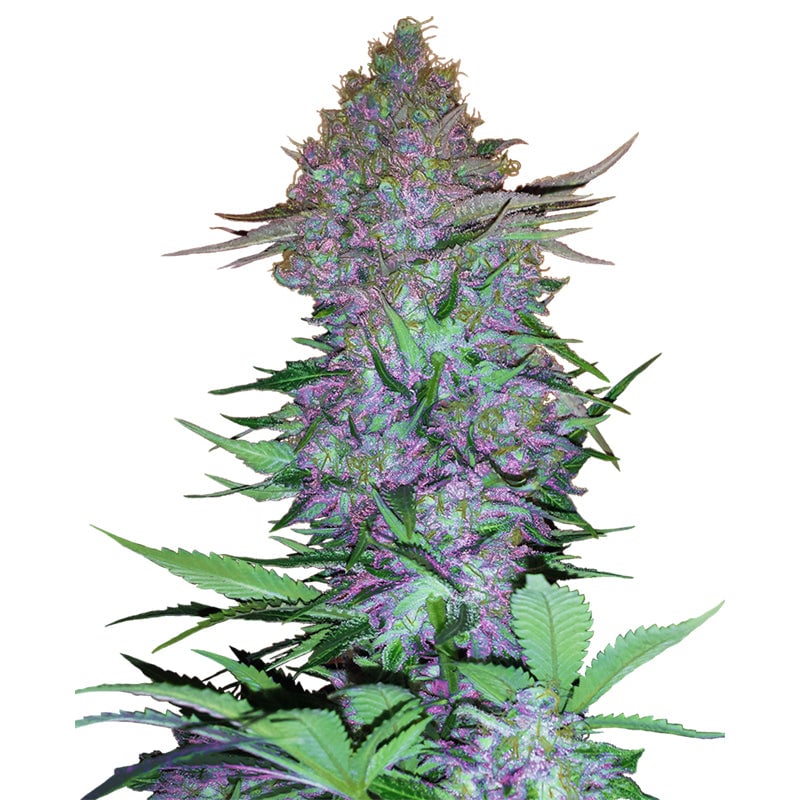 Purple Skunk - Bushdoctor