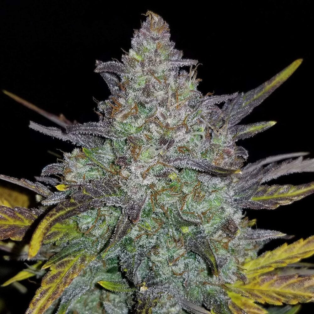 Rhino Ryder Auto 5 Stück - Bushdoctor