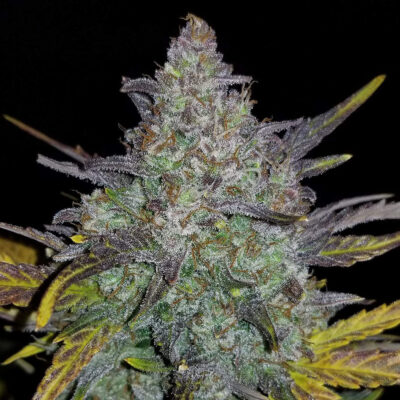 Rhino Ryder Auto 5 Stück - Bushdoctor