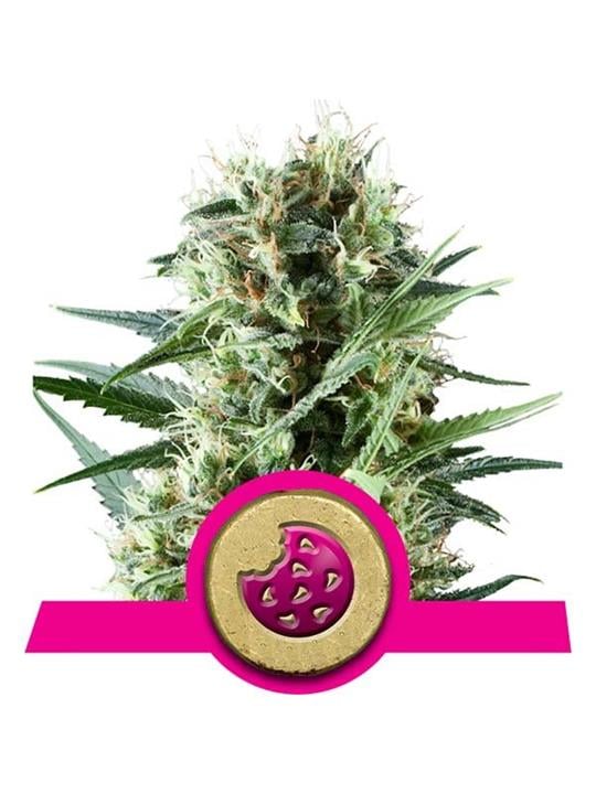 Royal Cookies - Bushdoctor