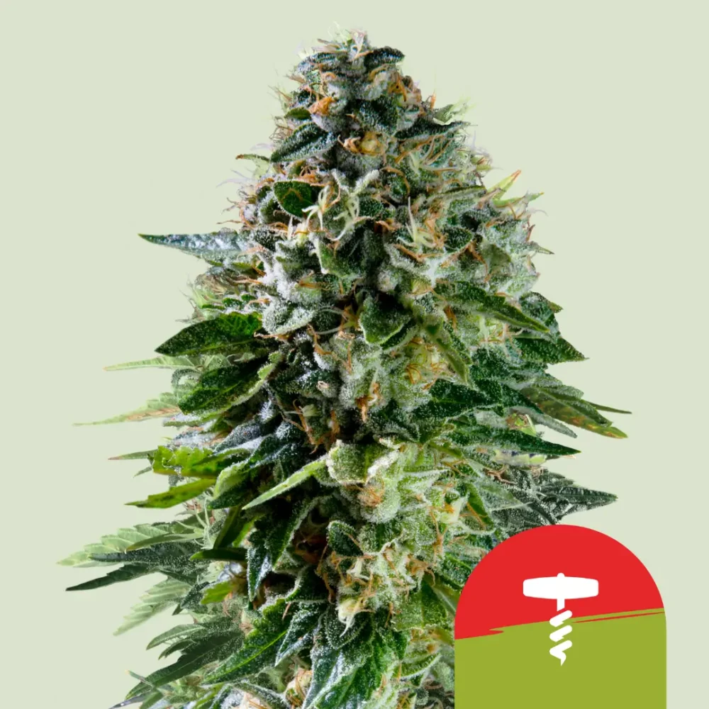 Royal Queen Seeds x Tyson Corkscrew Auto 3 Samen - Hanfjack