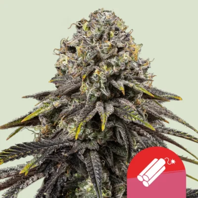 Royal Queen Seeds x Tyson Dynamite Diesel 3 Samen - Hanfjack