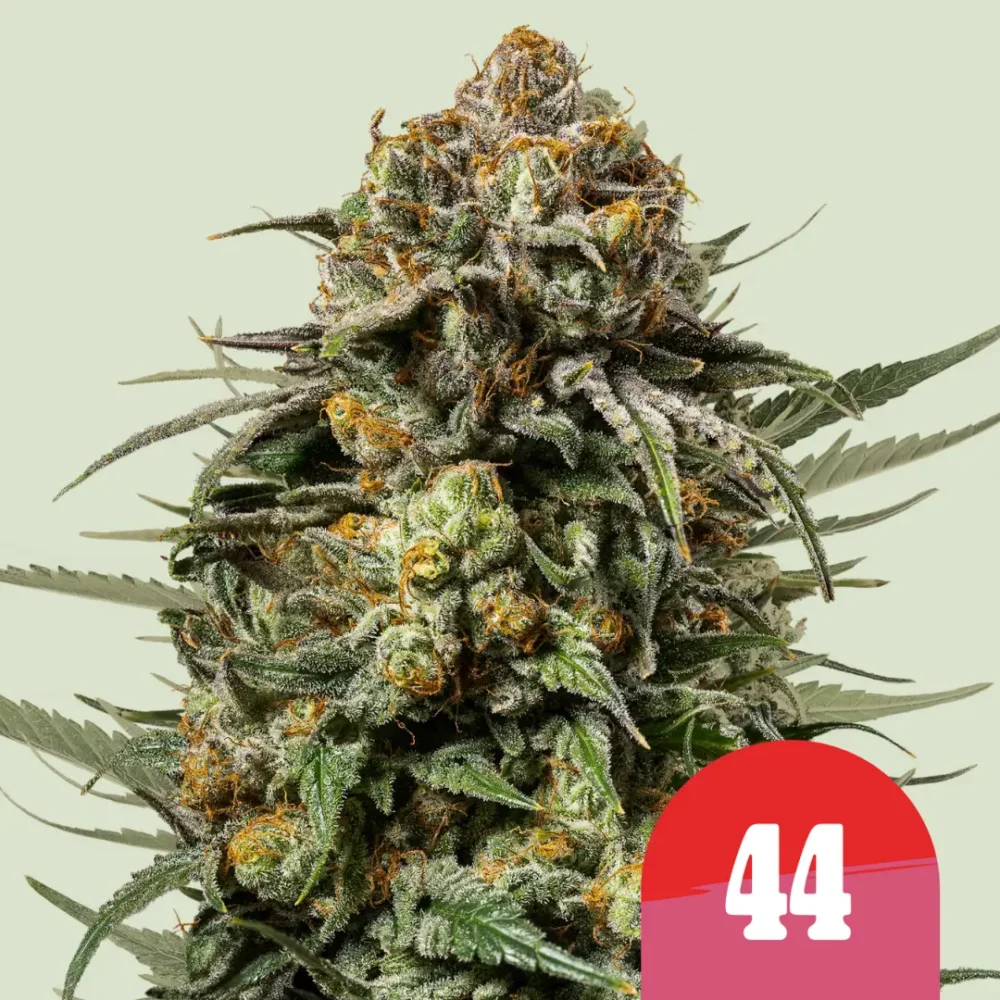 Royal Queen Seeds x Tyson Gelato 44 3 Samen - Hanfjack