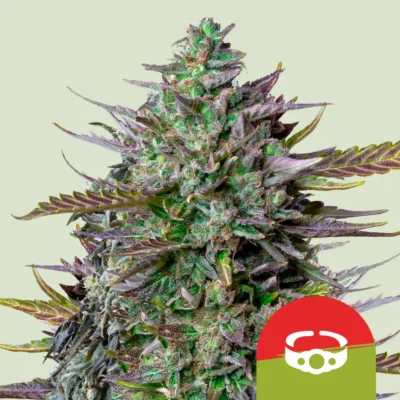 Royal Queen Seeds x Tyson GOATlato Auto 3 Samen - Hanfjack