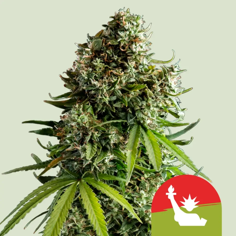 Royal Queen Seeds x Tyson NYC Sour D Auto 3 Samen - Hanfjack