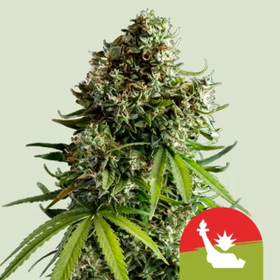 Royal Queen Seeds x Tyson NYC Sour D Auto 3 Samen - Hanfjack